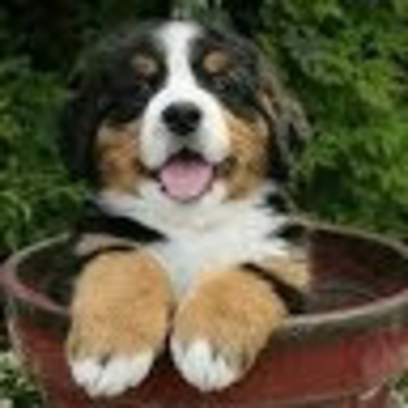 Meet your Posher, Bobby jo - Picture 1 of 1